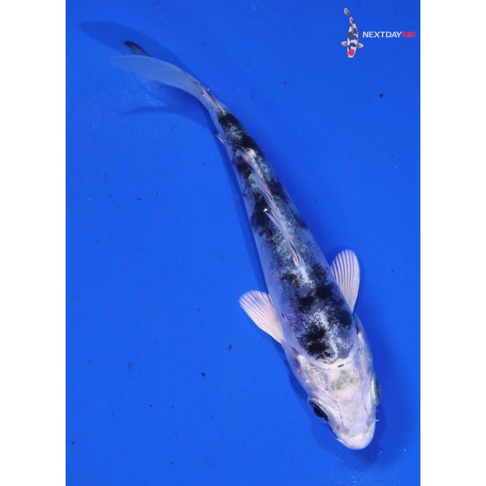 3.5” Imported Doitsu Gin Shiro Bekko