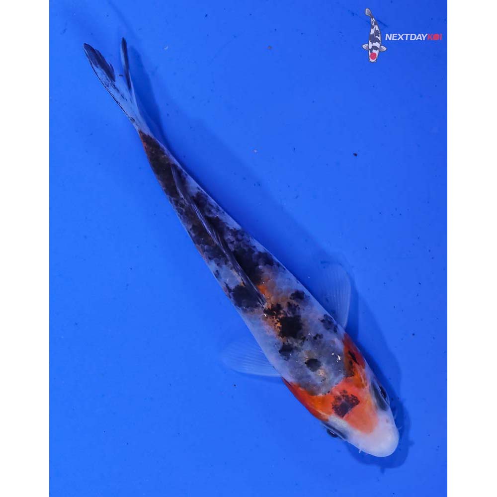 3.5” Imported Sanke