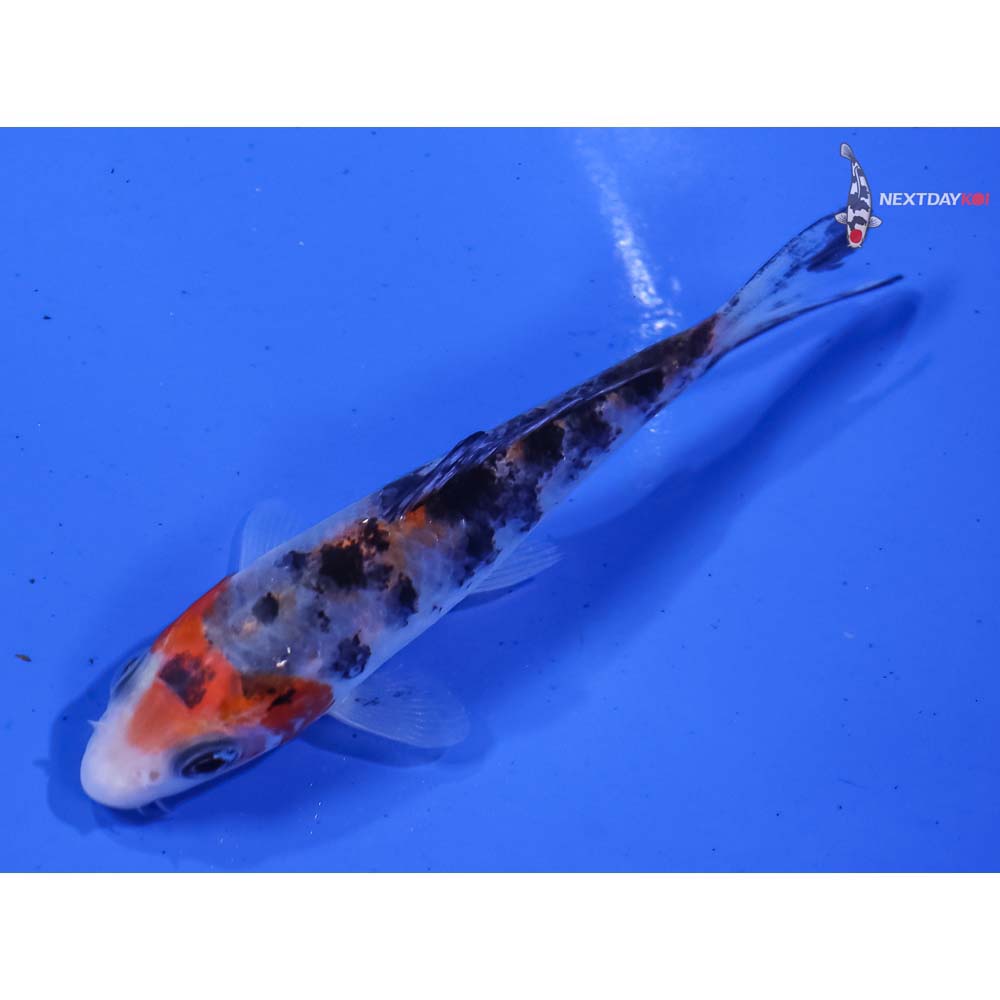 3.5” Imported Sanke