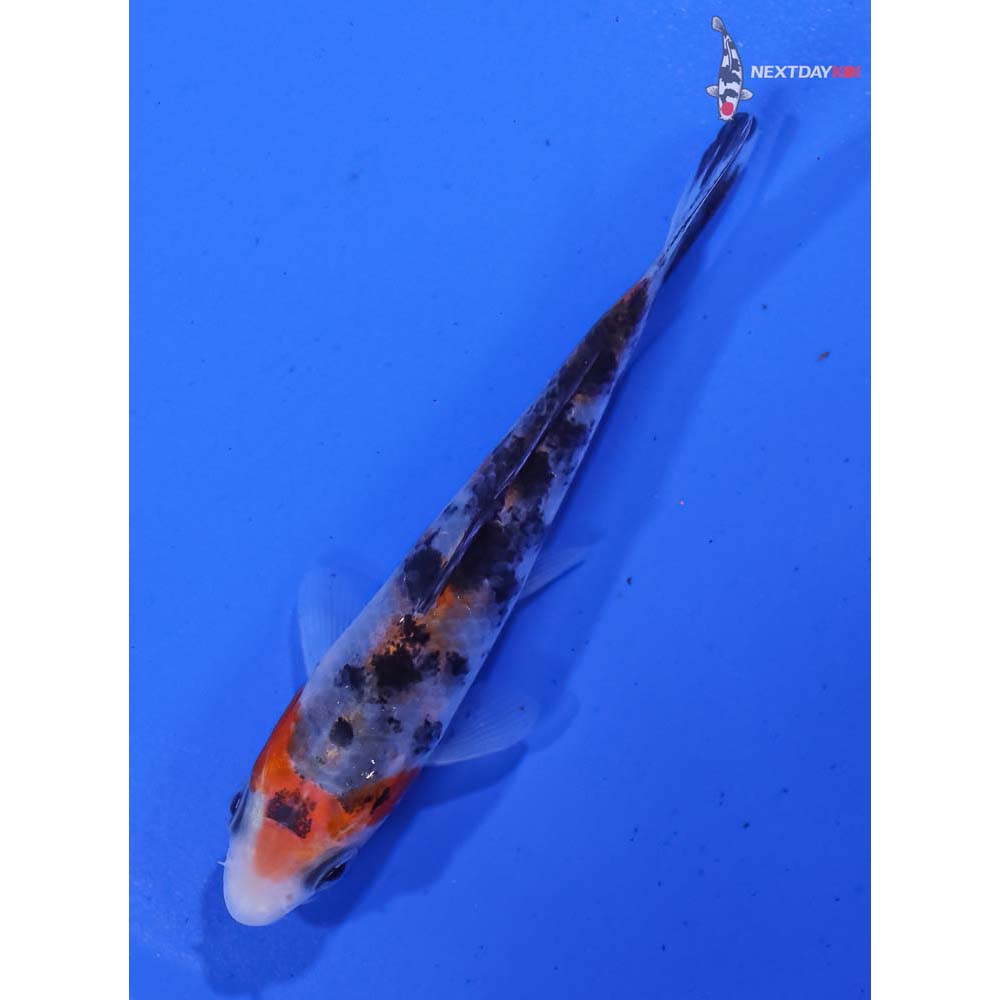 3.5” Imported Sanke