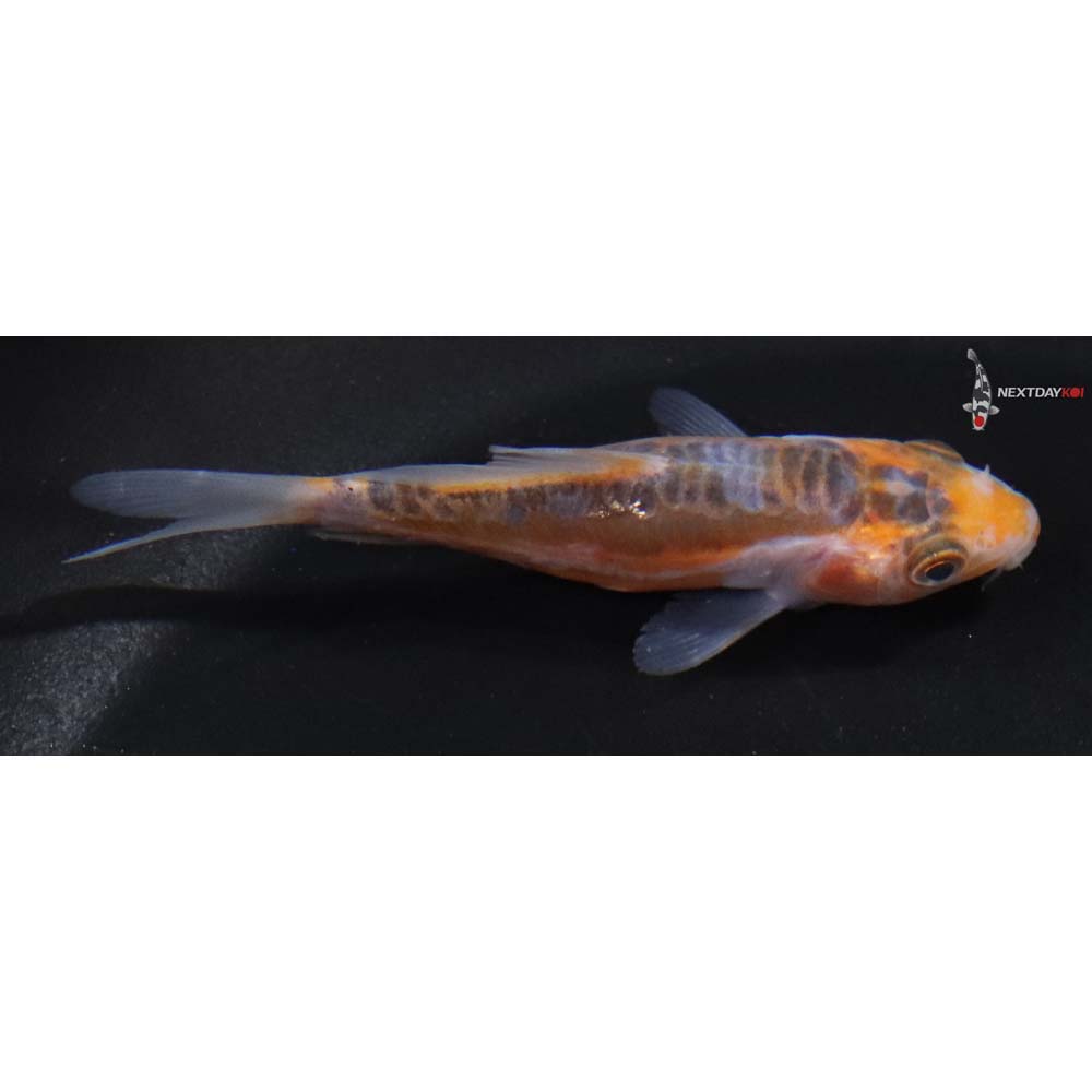 3” Imported Shusui