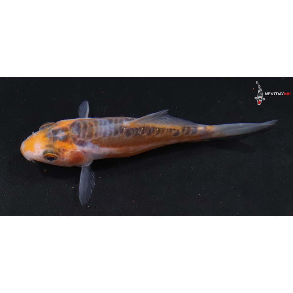 3” Imported Shusui