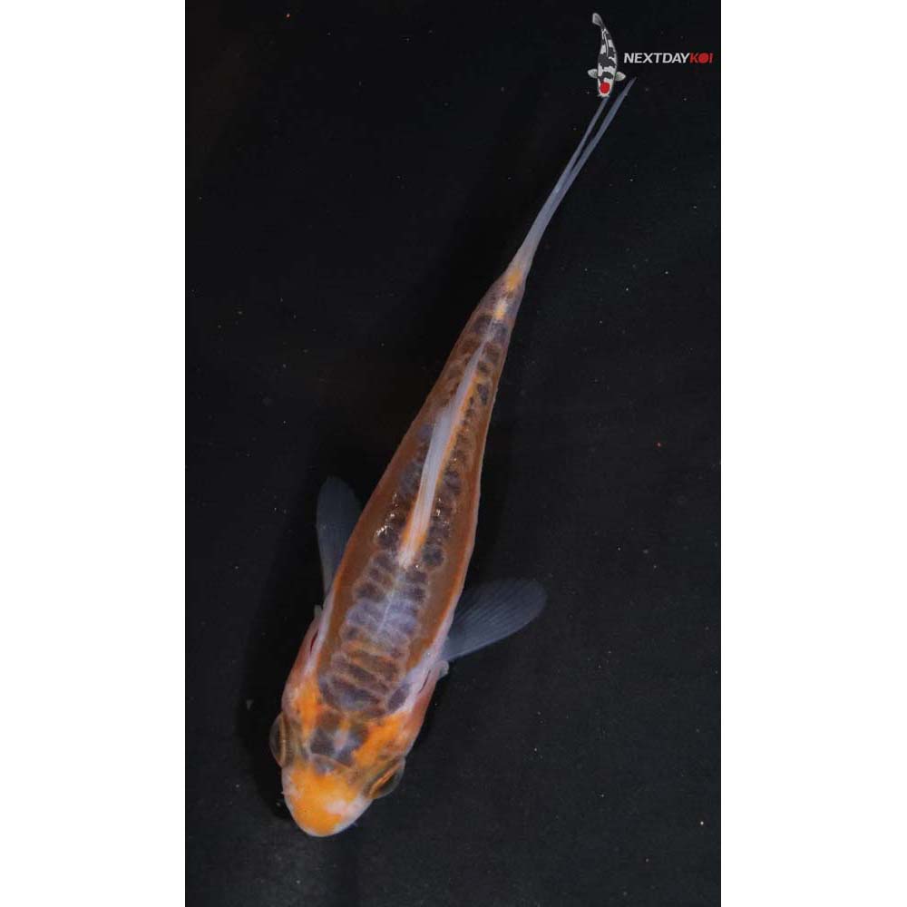 3” Imported Shusui