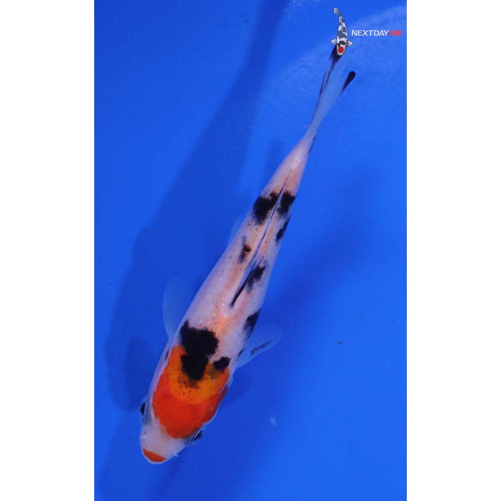 3.5” Imported Sanke