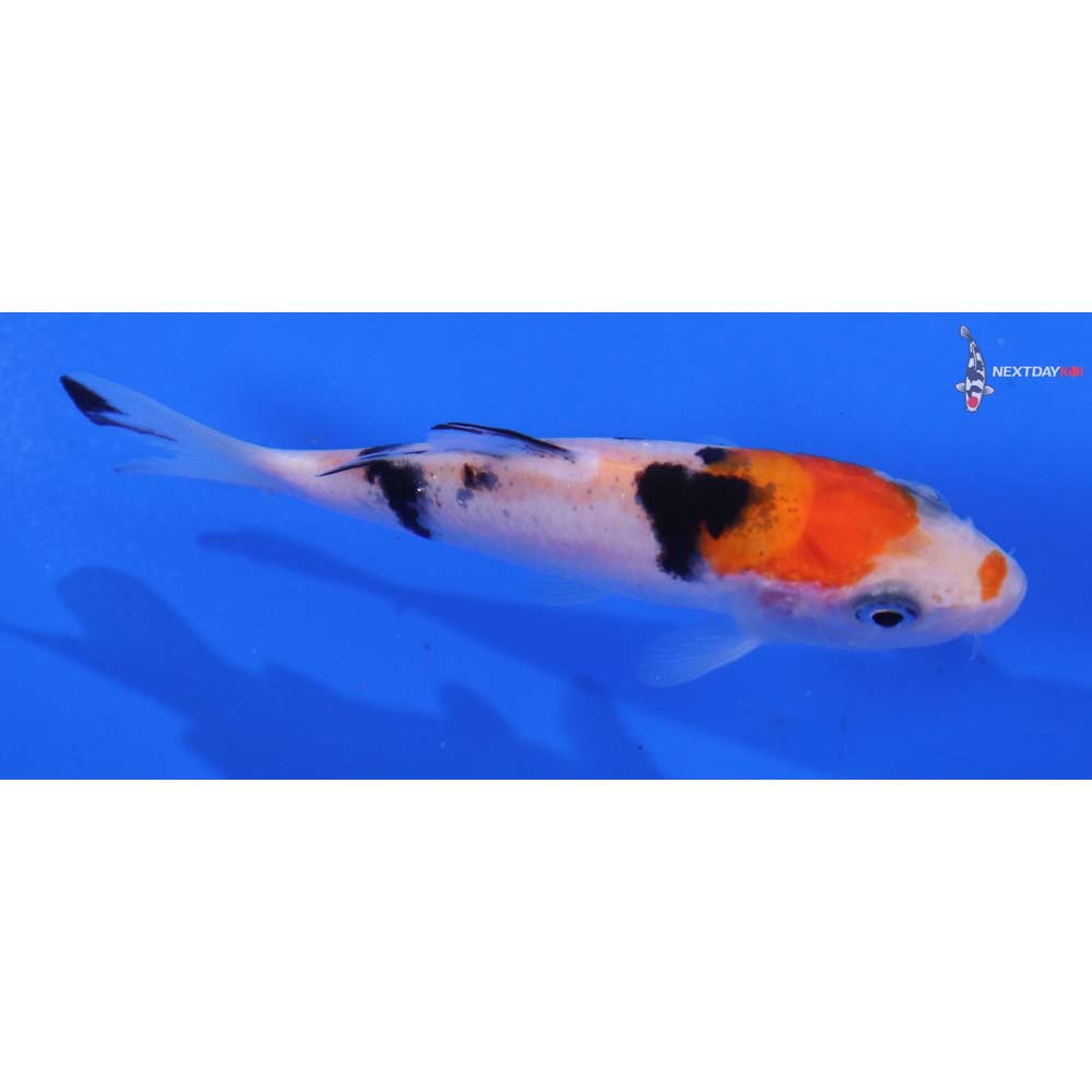 3.5” Imported Sanke