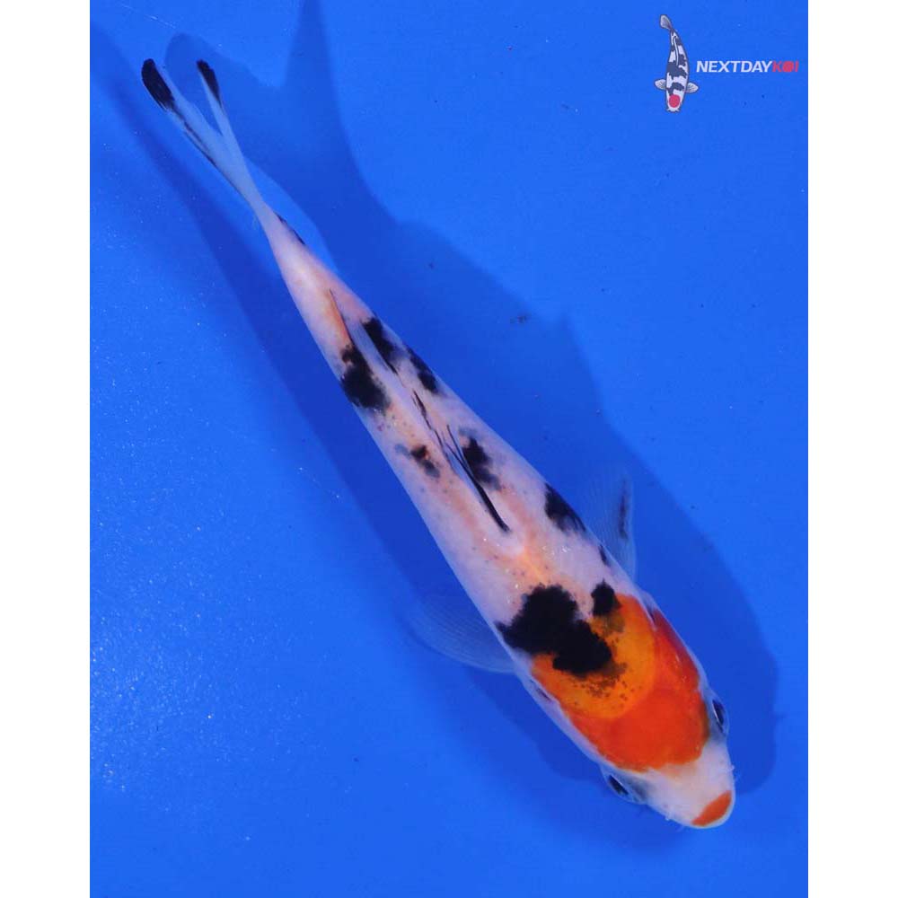 3.5” Imported Sanke