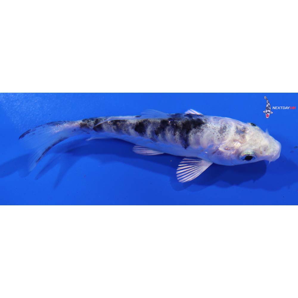 3.5” Imported Doitsu Gin Shiro Bekko