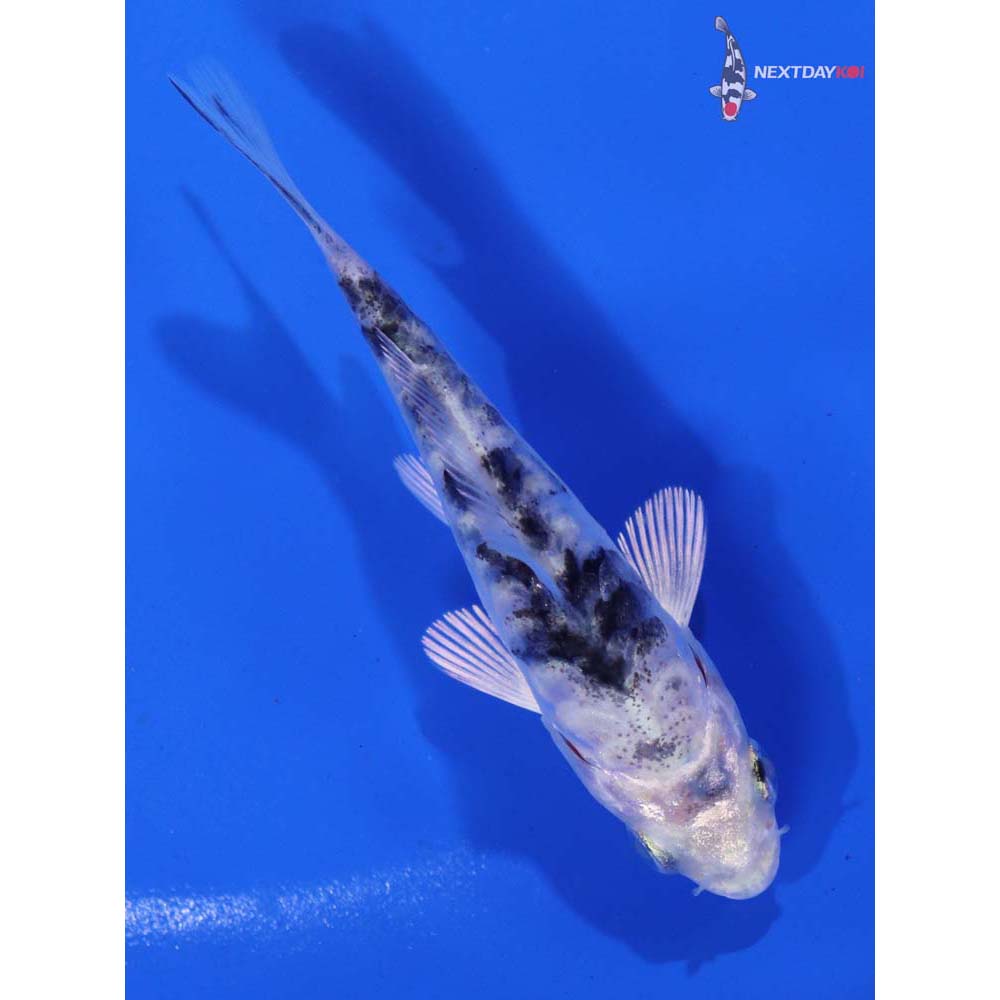 3.5” Imported Doitsu Gin Shiro Bekko