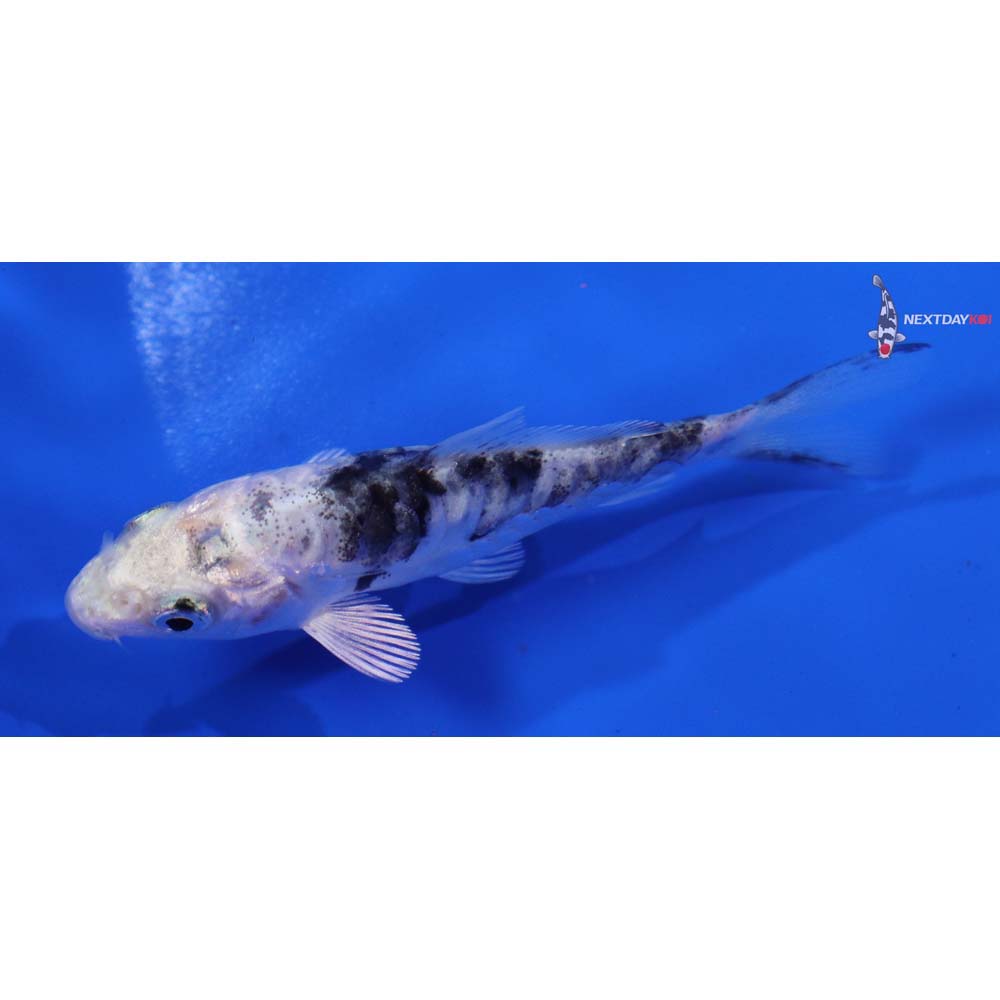 3.5” Imported Doitsu Gin Shiro Bekko