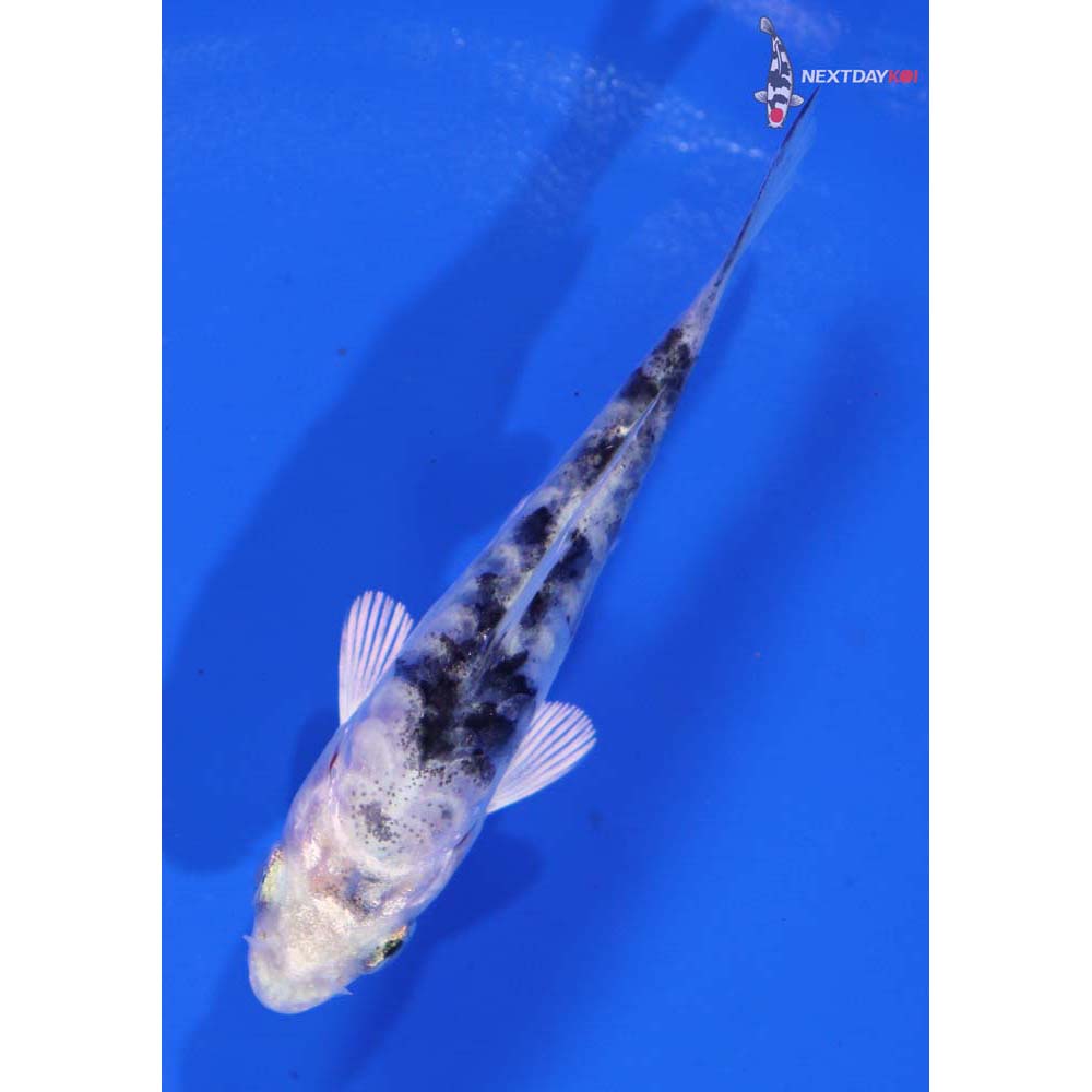 3.5” Imported Doitsu Gin Shiro Bekko