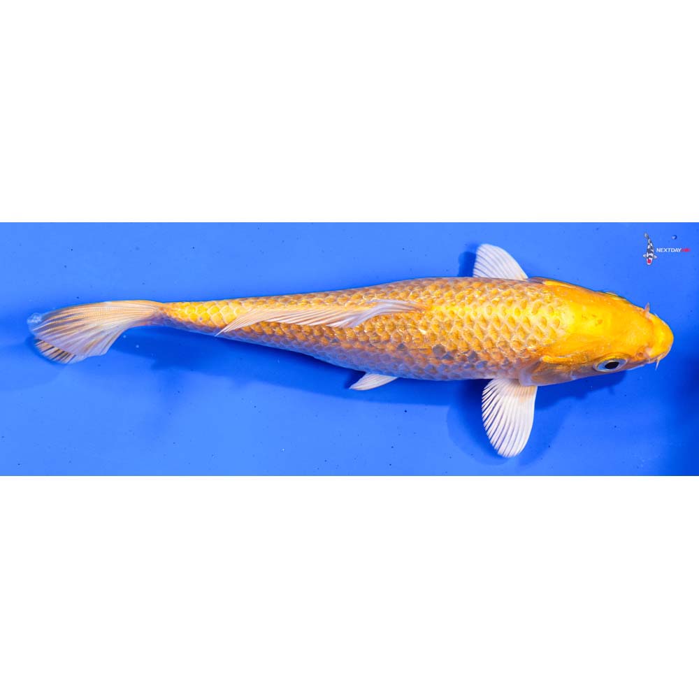 6.5” Imported Gin Rin Yamabuki Ogon