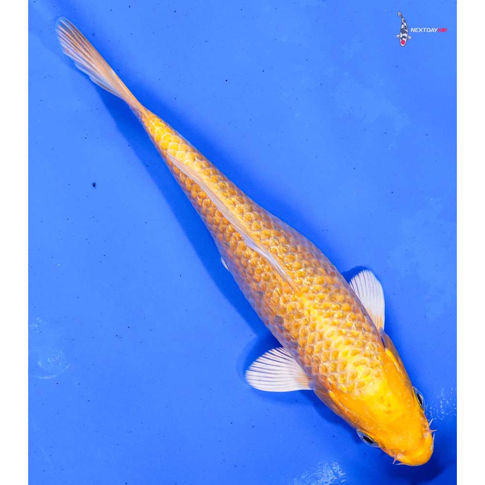 6.5” Imported Gin Rin Yamabuki Ogon