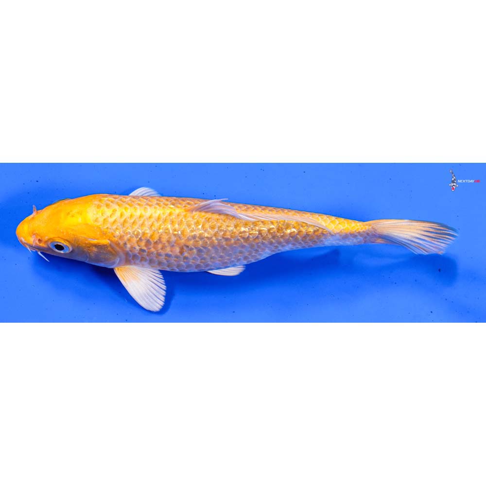 6.5” Imported Gin Rin Yamabuki Ogon