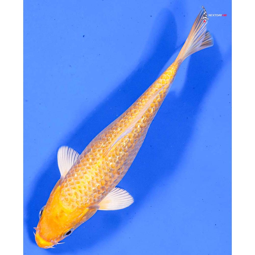 6.5” Imported Gin Rin Yamabuki Ogon