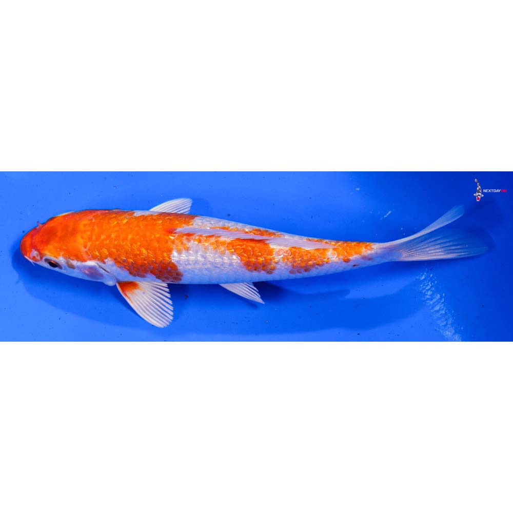 6” Imported Gin Rin Hariwake