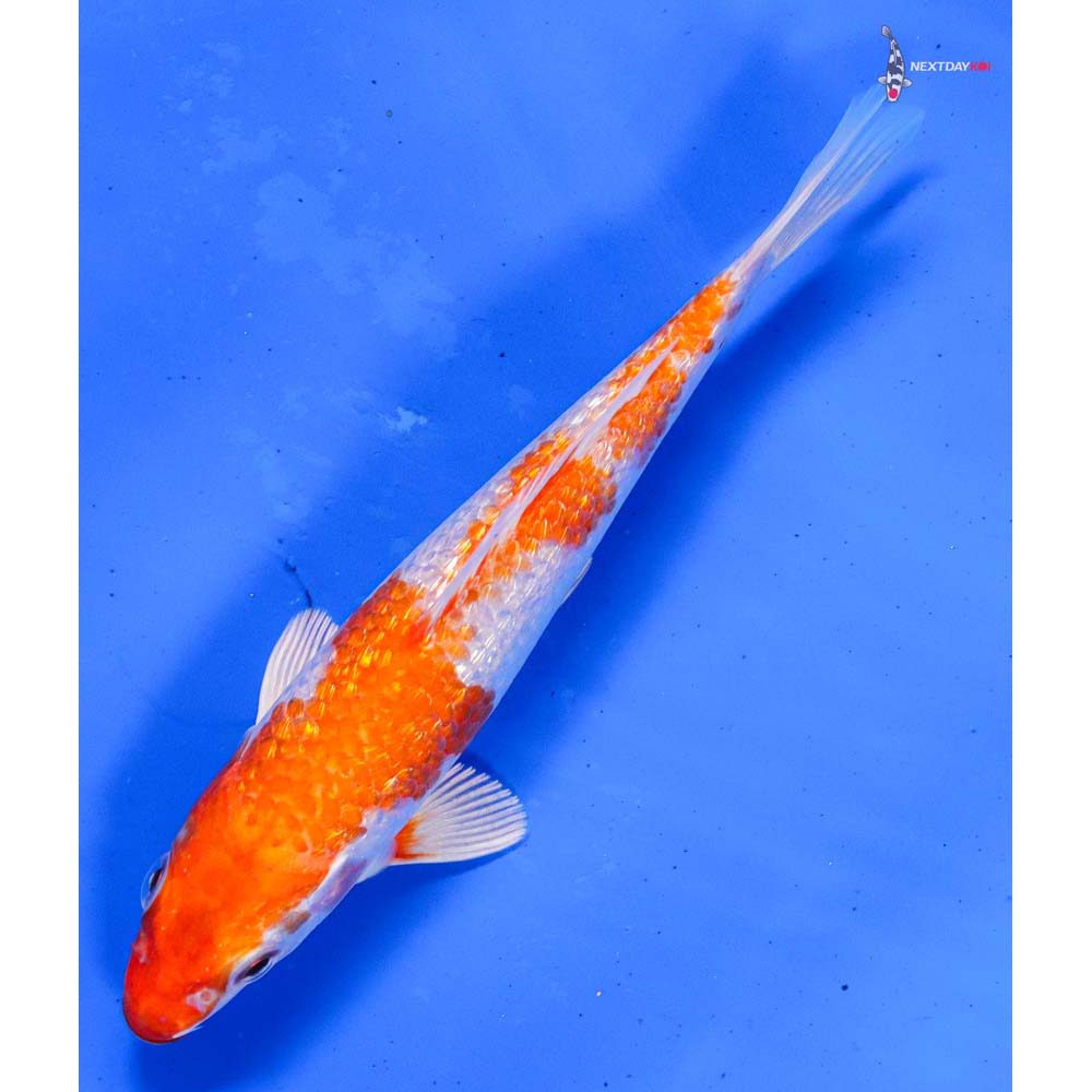 6” Imported Gin Rin Hariwake