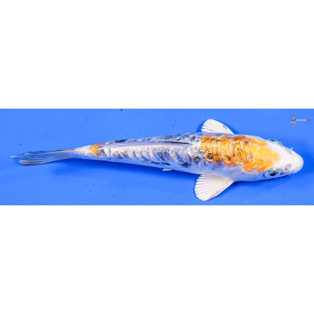 6” Imported Gin Rin Heisei Nishiki