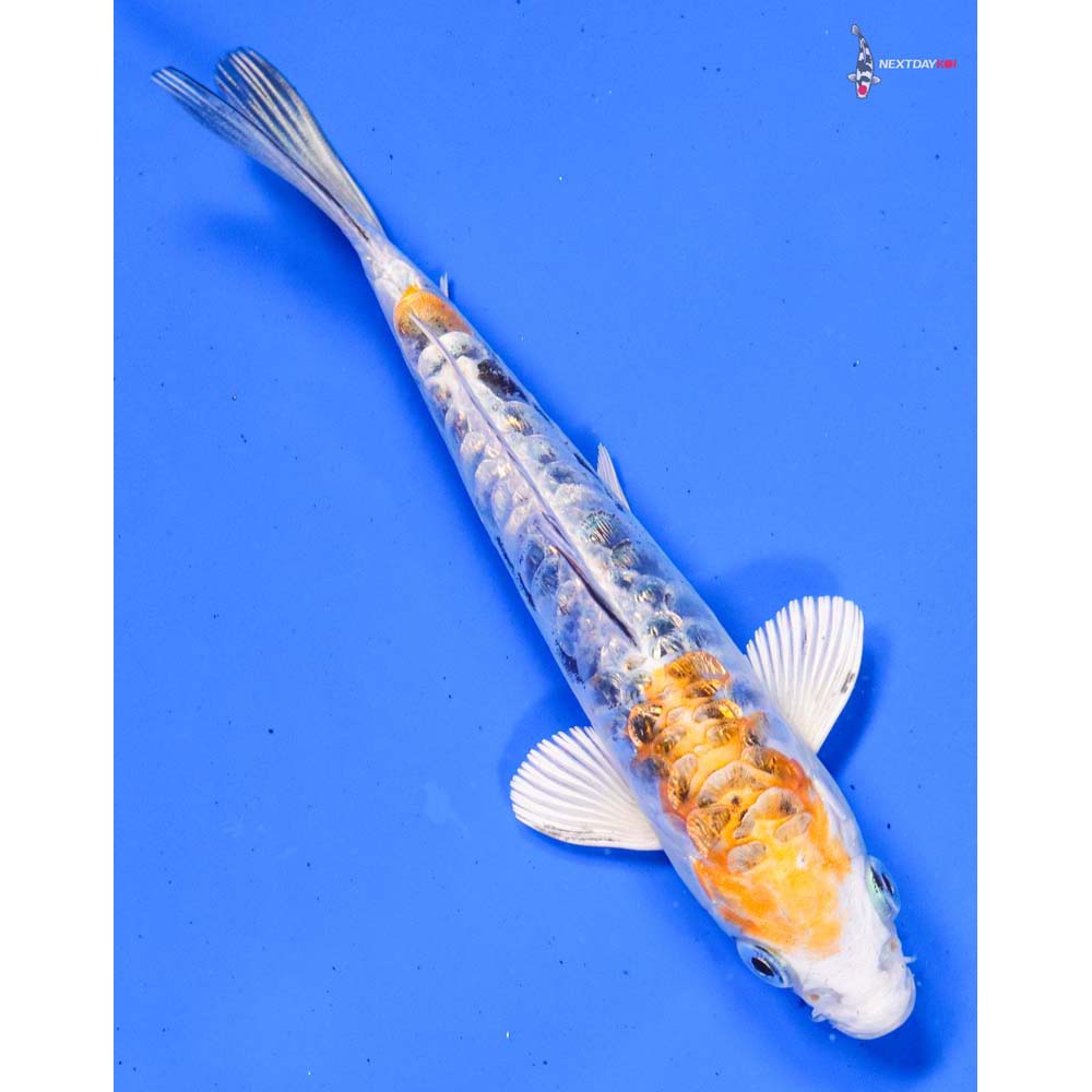 6” Imported Gin Rin Heisei Nishiki