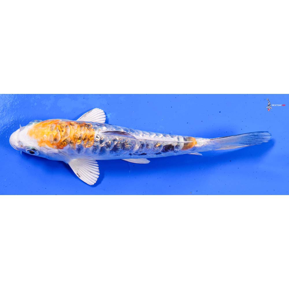 6” Imported Gin Rin Heisei Nishiki