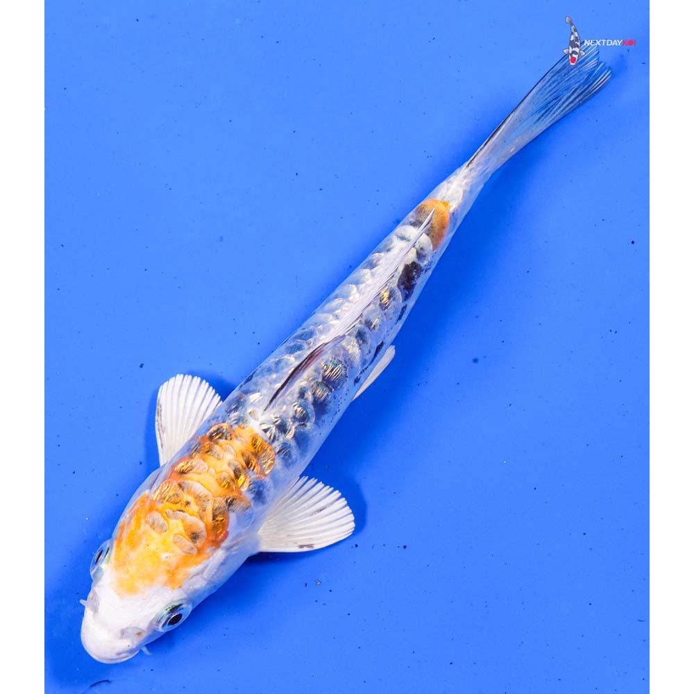 6” Imported Gin Rin Heisei Nishiki