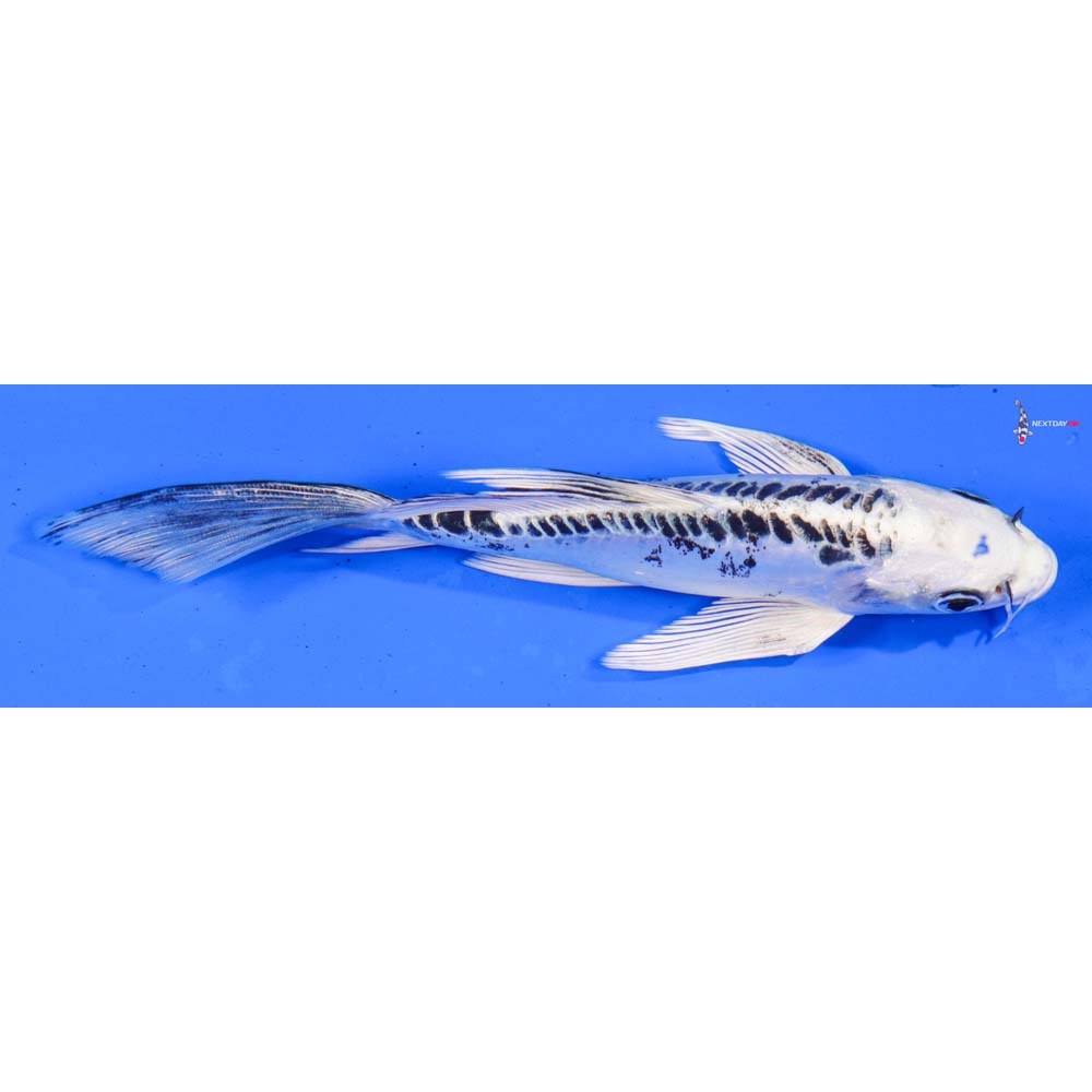 6.5” Imported Doitsu Gin Matsuba Butterfly Koi
