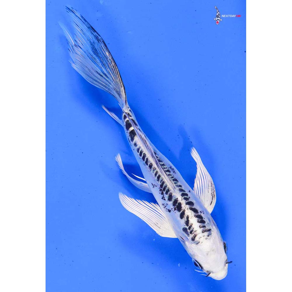 6.5” Imported Doitsu Gin Matsuba Butterfly Koi