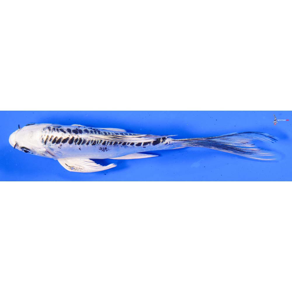 6.5” Imported Doitsu Gin Matsuba Butterfly Koi