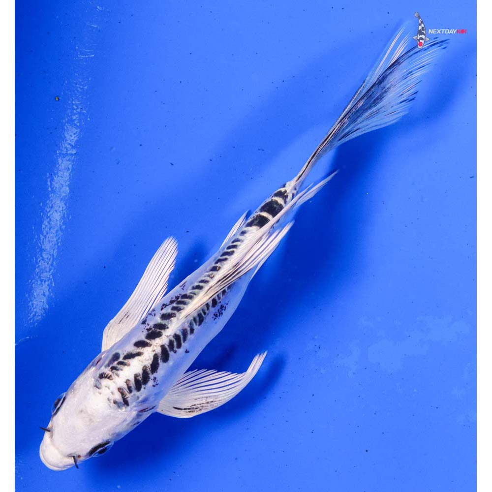 6.5” Imported Doitsu Gin Matsuba Butterfly Koi