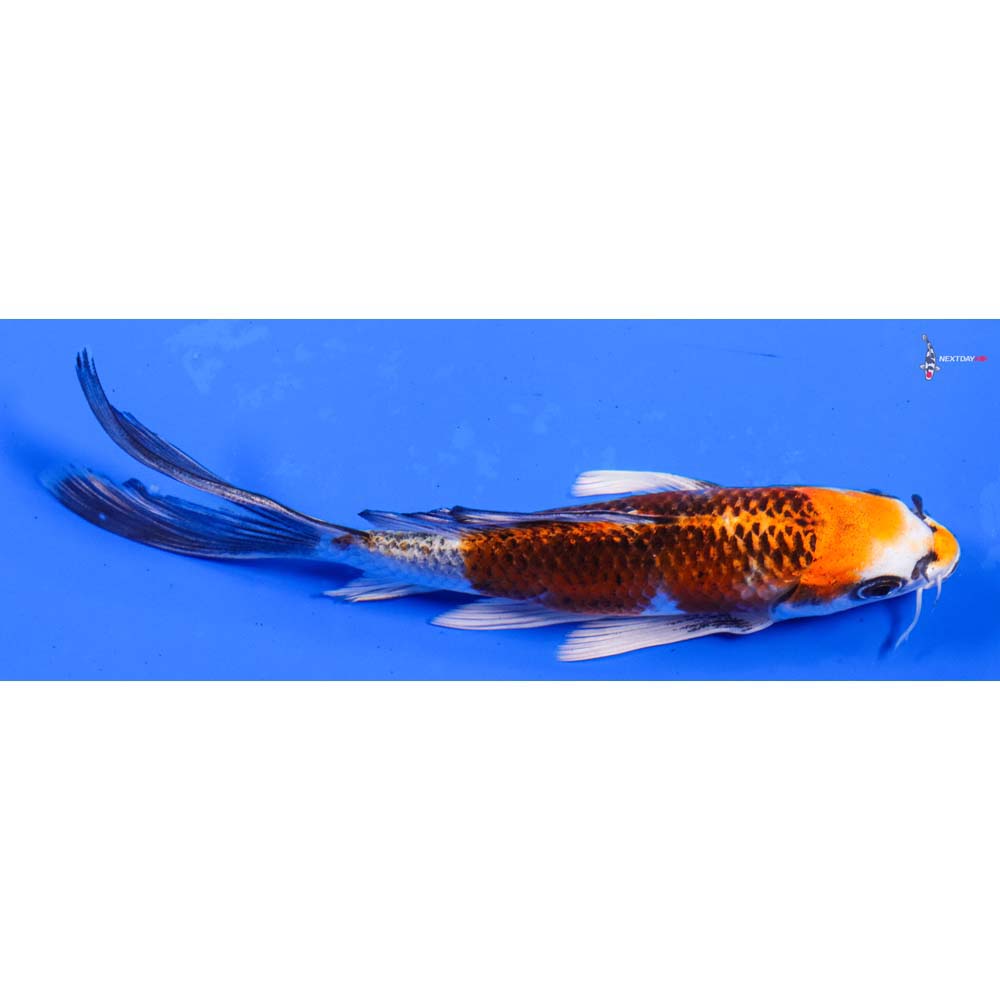 6.5” Imported Kujaku Butterfly Koi