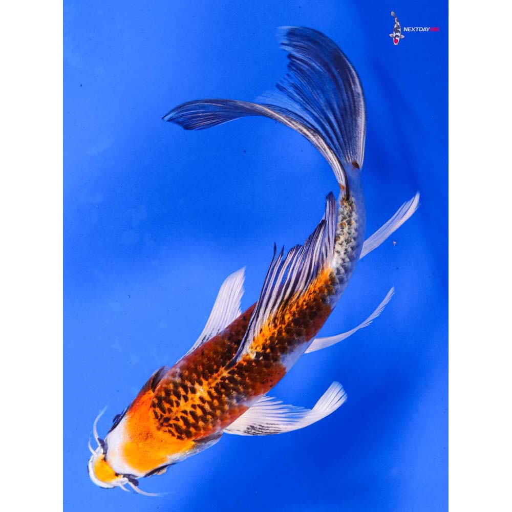 6.5” Imported Kujaku Butterfly Koi