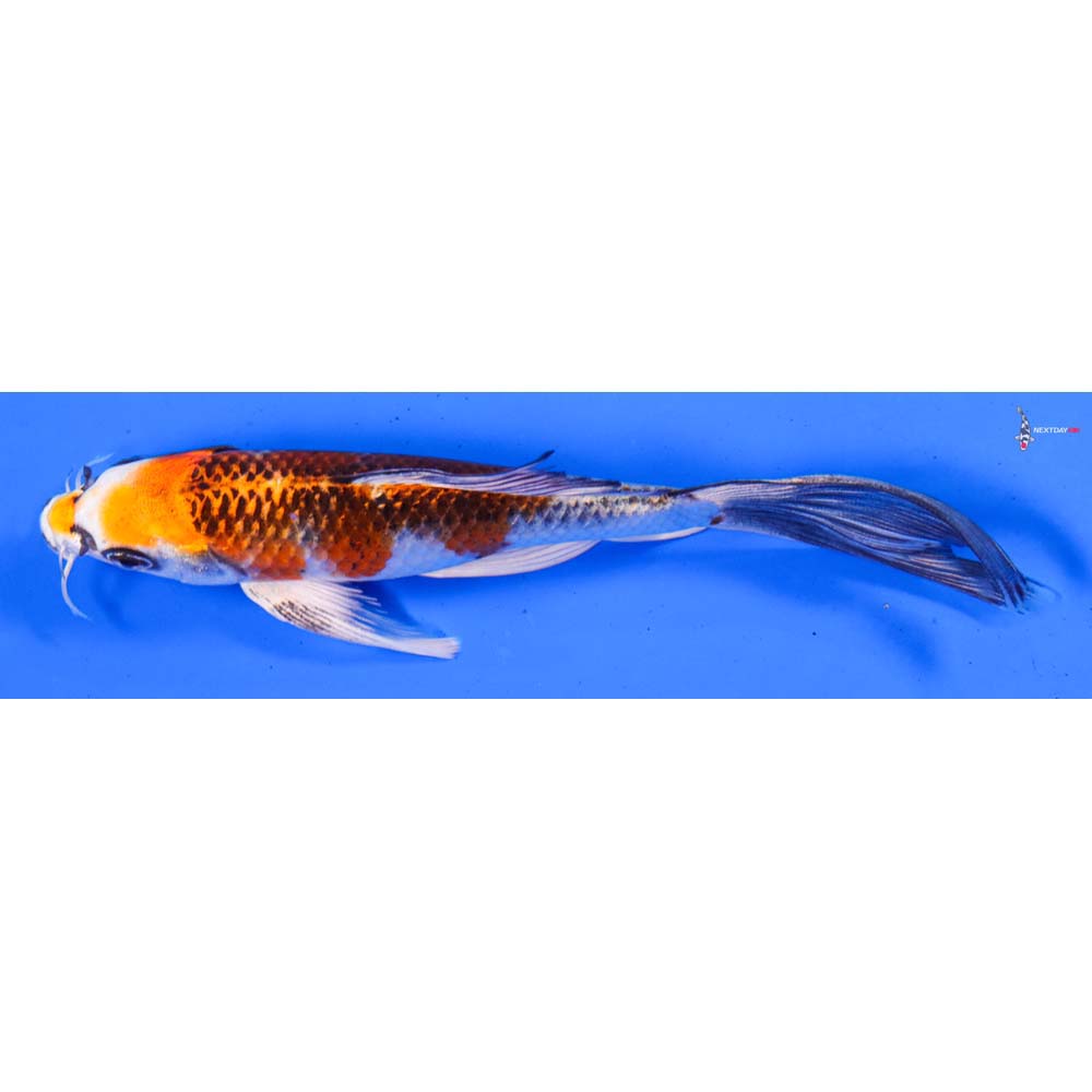 6.5” Imported Kujaku Butterfly Koi