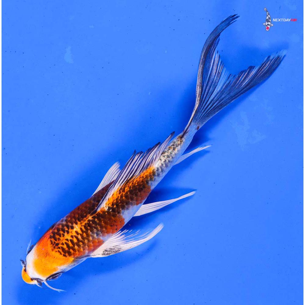 6.5” Imported Kujaku Butterfly Koi