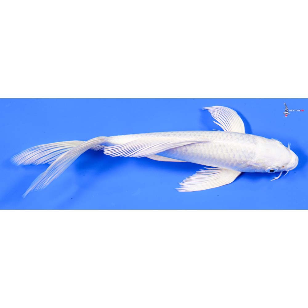 8” Imported Platinum Ogon Butterfly Koi