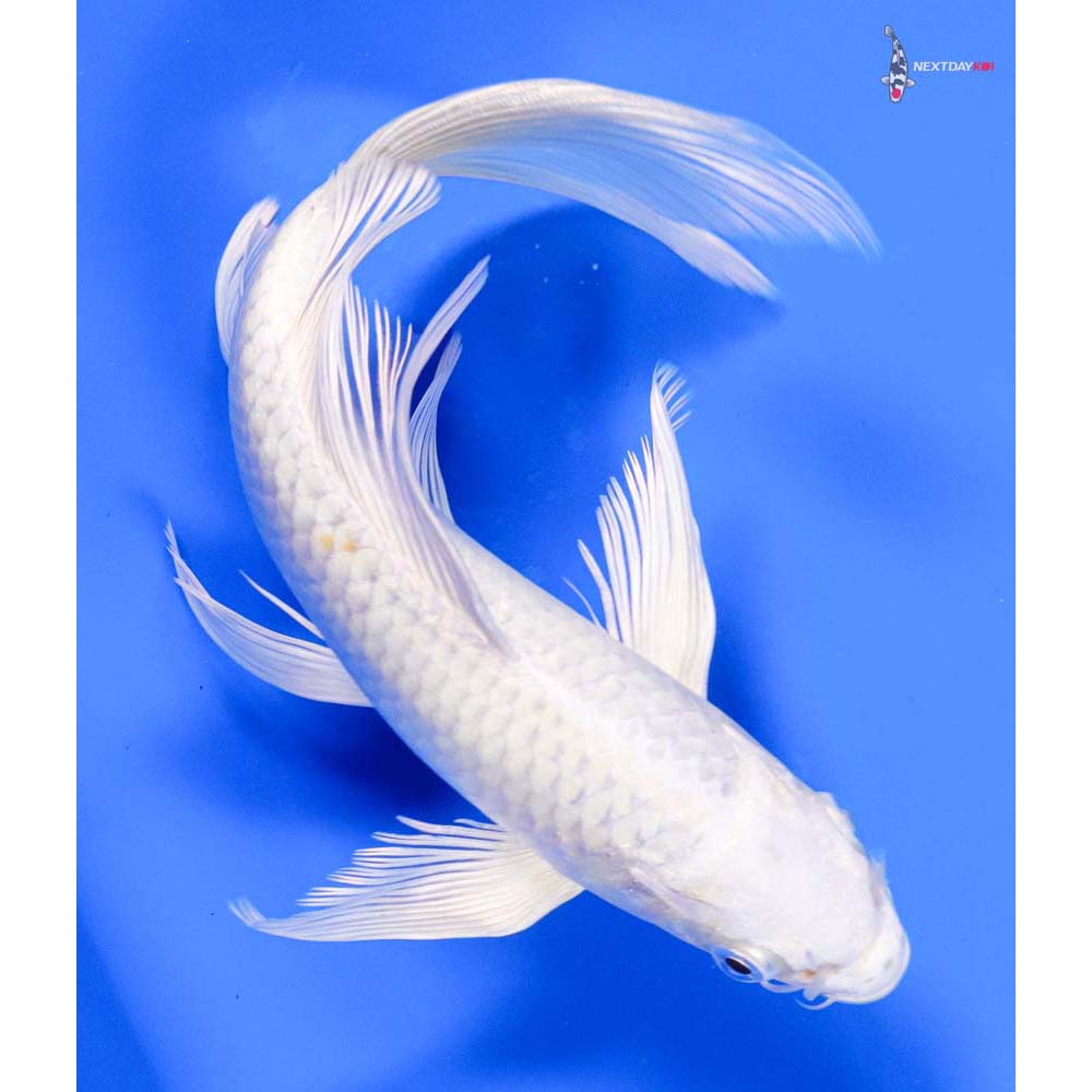 8” Imported Platinum Ogon Butterfly Koi