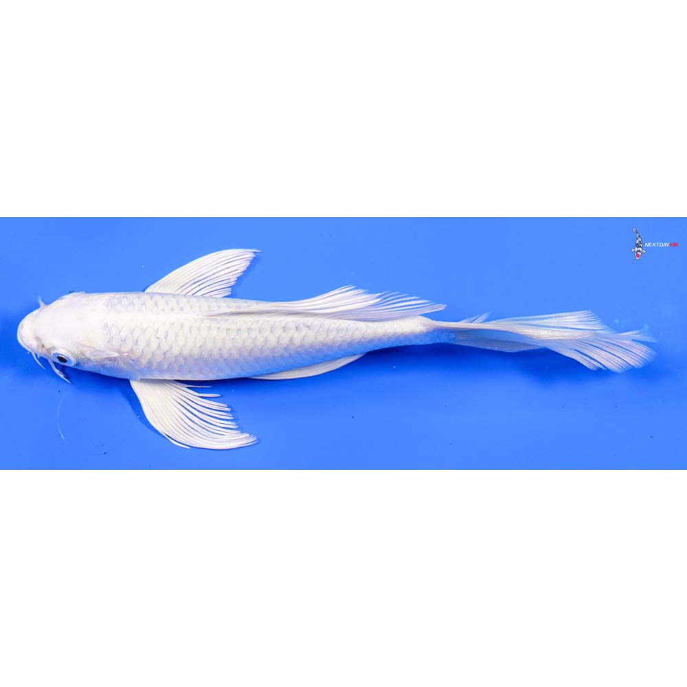 8” Imported Platinum Ogon Butterfly Koi