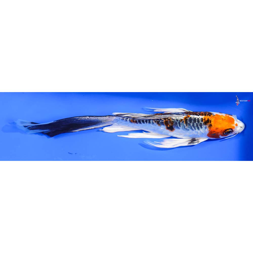 9” Imported Doitsu Kujaku Butterfly Koi