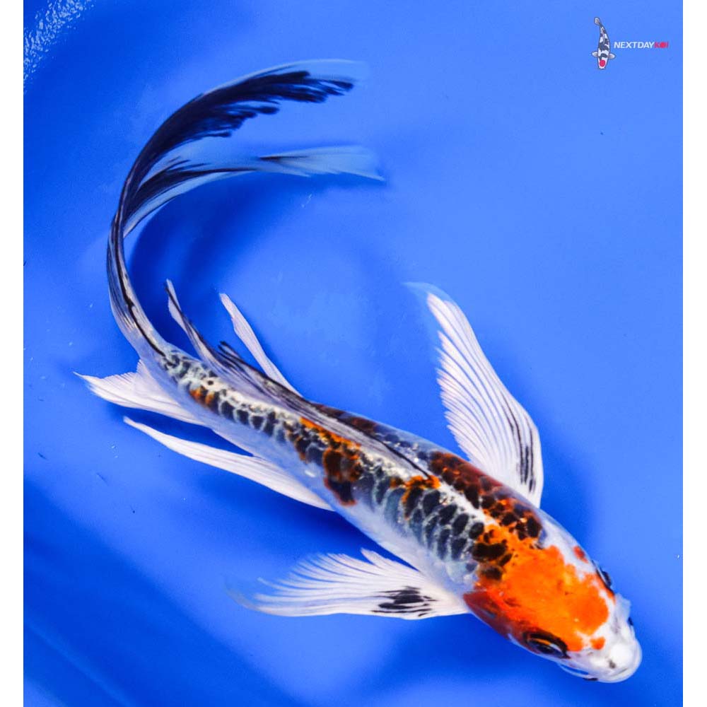 9” Imported Doitsu Kujaku Butterfly Koi