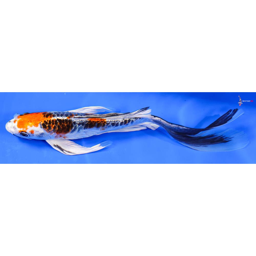 9” Imported Doitsu Kujaku Butterfly Koi