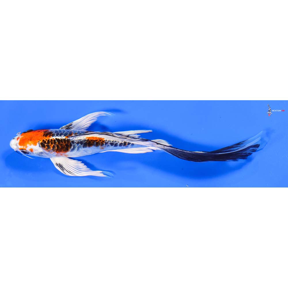 9” Imported Doitsu Kujaku Butterfly Koi
