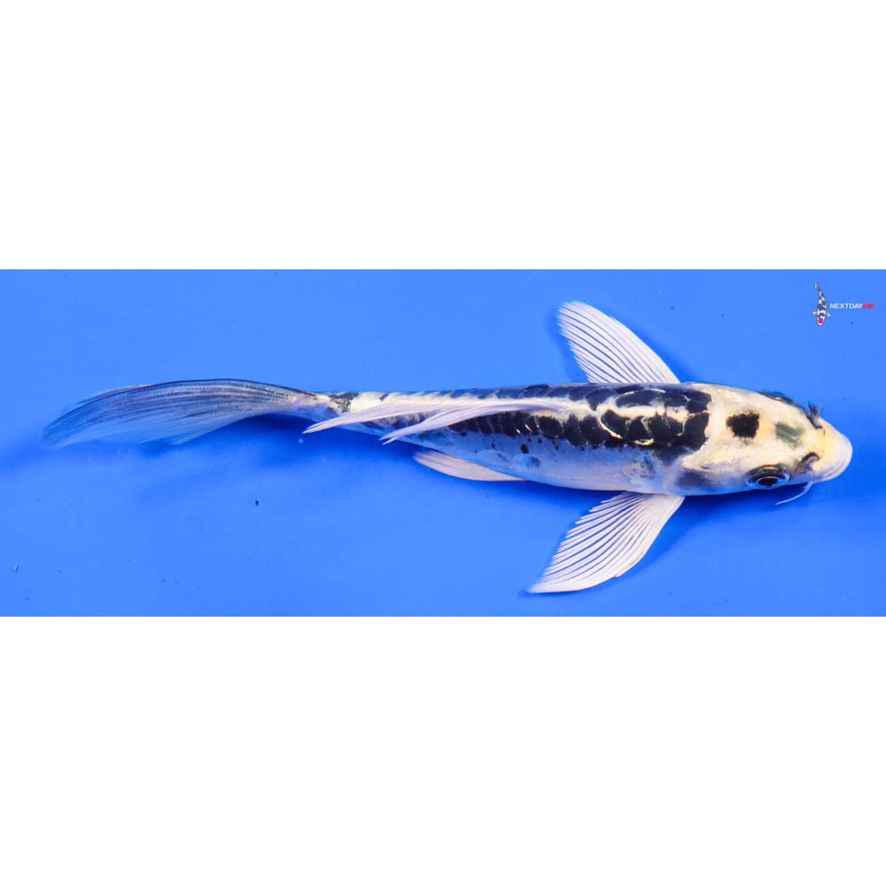 6” Imported Doitsu Kujaku Butterfly Koi