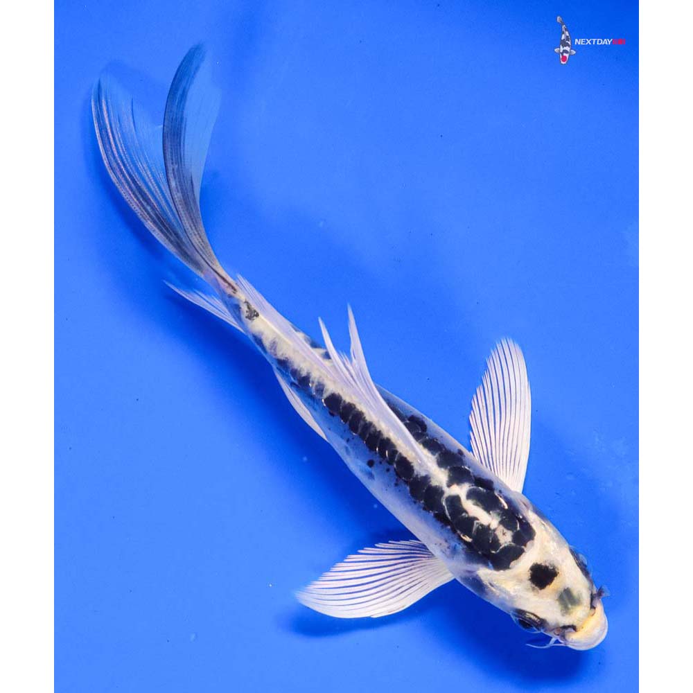 6” Imported Doitsu Kujaku Butterfly Koi