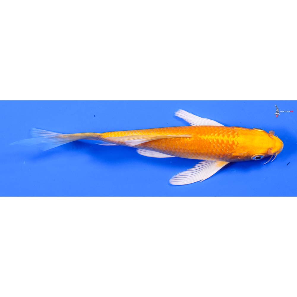 6.5” Imported Yamabuki Ogon Butterfly Koi