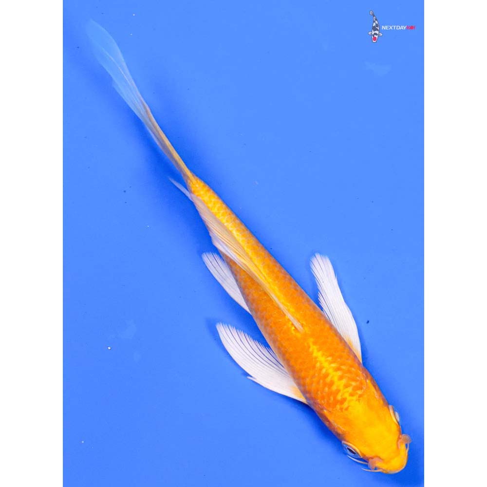 6.5” Imported Yamabuki Ogon Butterfly Koi