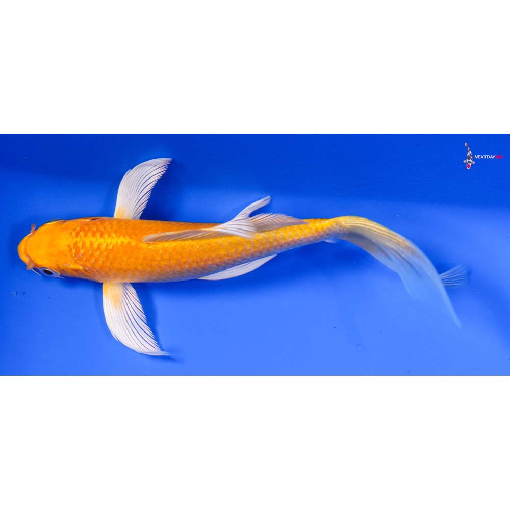 6.5” Imported Yamabuki Ogon Butterfly Koi
