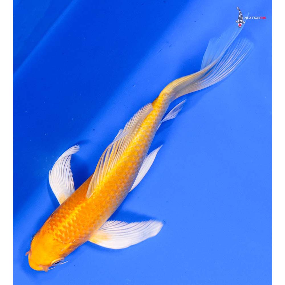 6.5” Imported Yamabuki Ogon Butterfly Koi