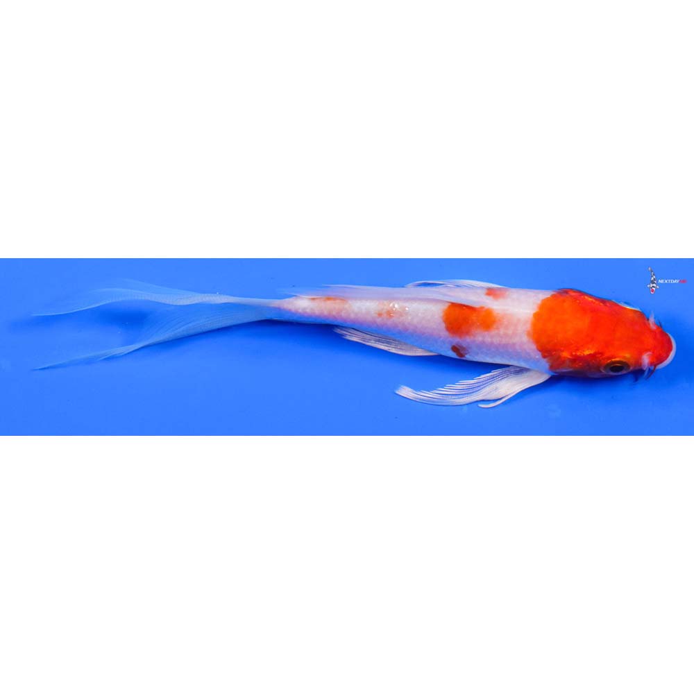 5.5” Imported Hariwake Butterfly Koi