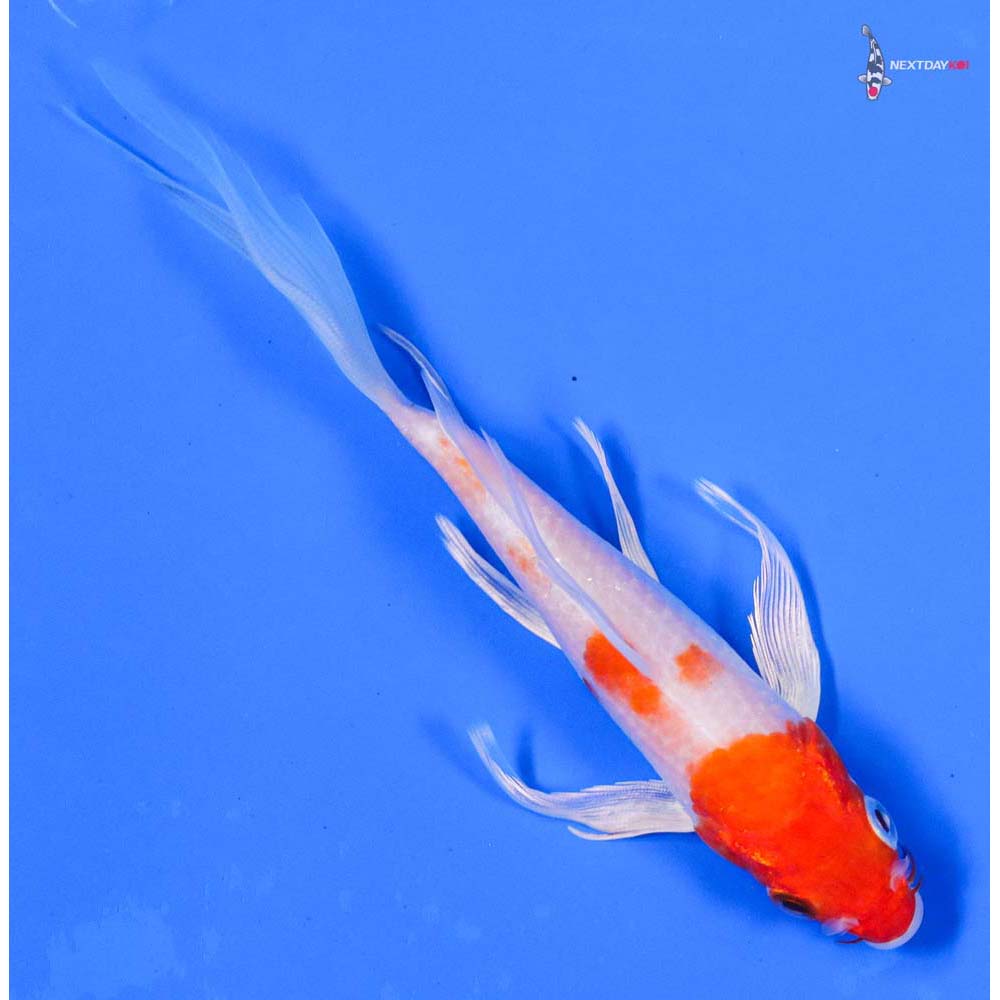 5.5” Imported Hariwake Butterfly Koi