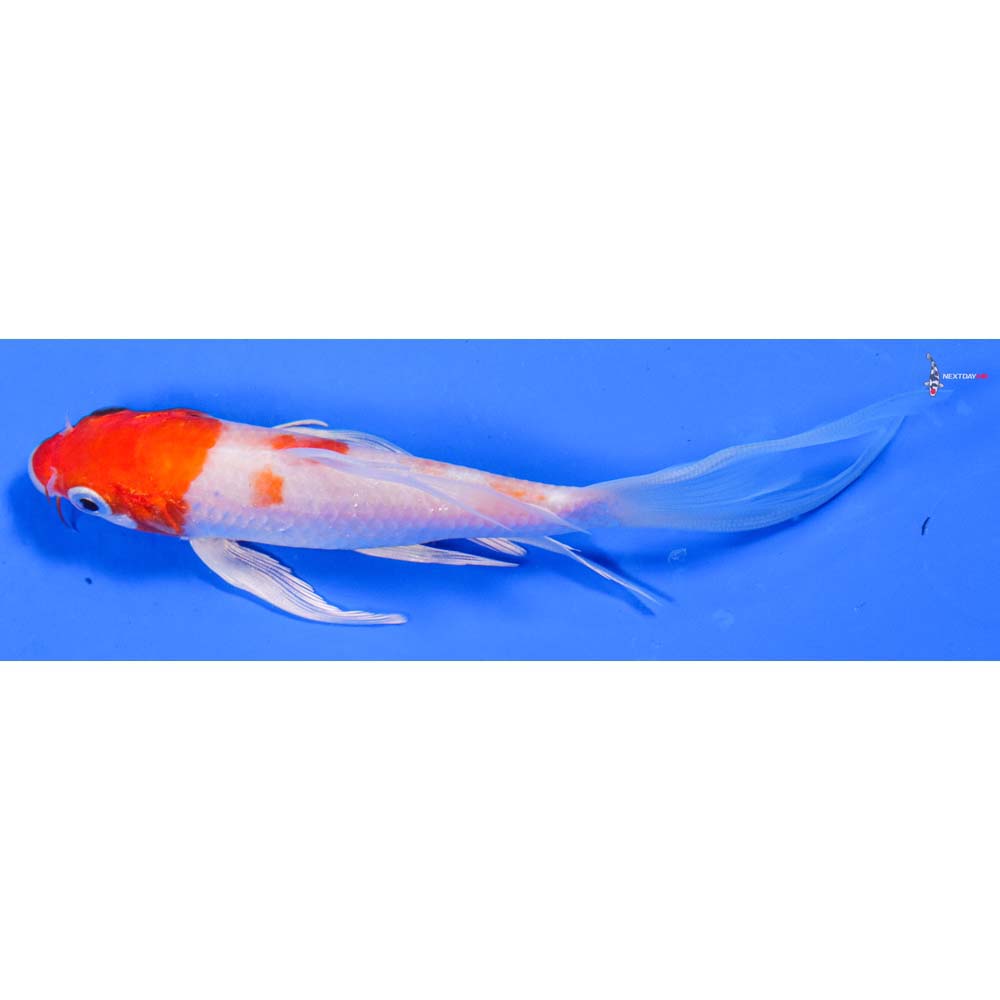 5.5” Imported Hariwake Butterfly Koi