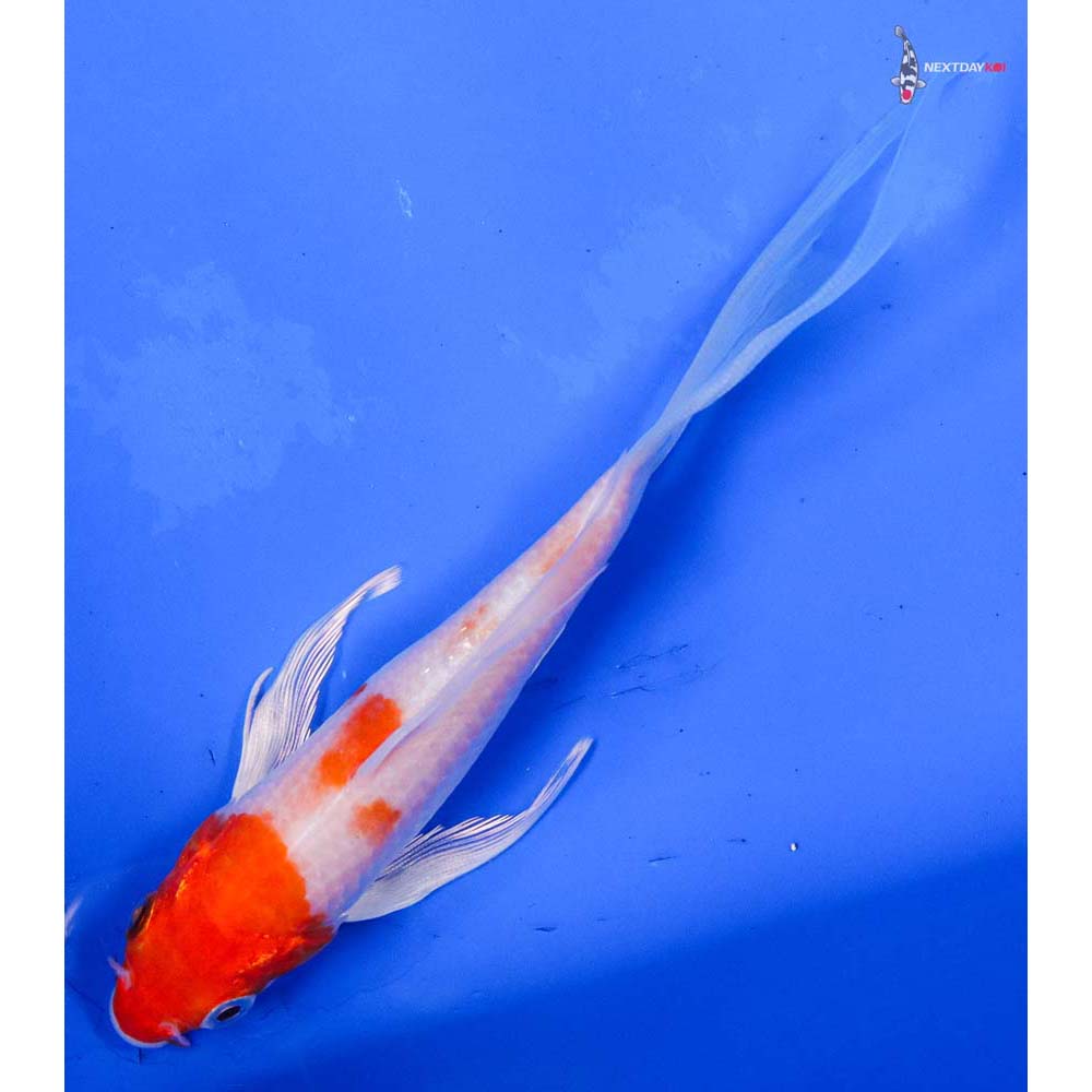 5.5” Imported Hariwake Butterfly Koi