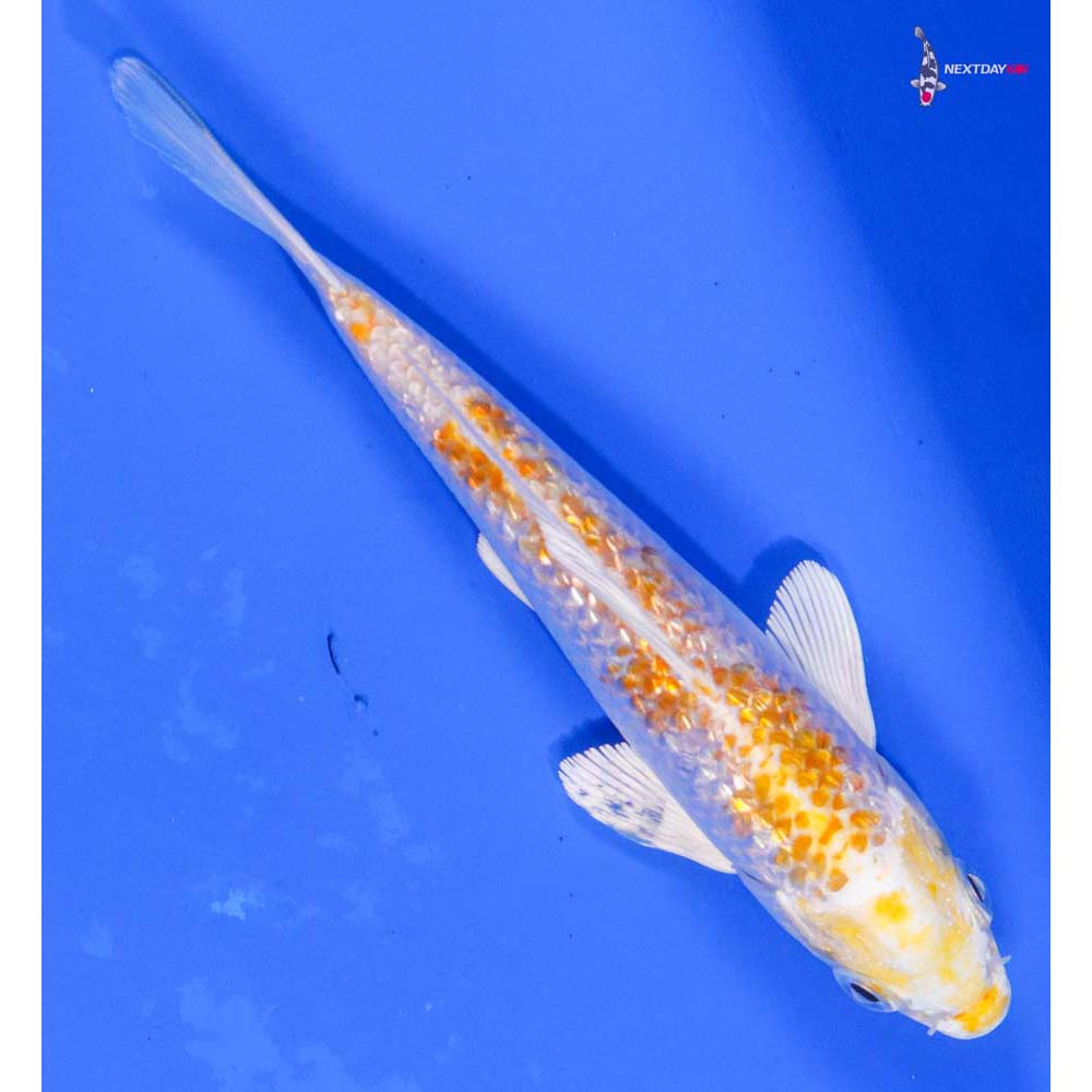 5” Imported Gin Rin Lemon Hariwake